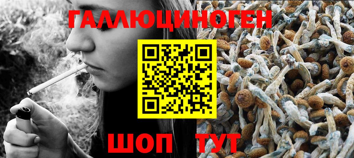 Россошь  Галлюциногенные грибы Psilocybine cubensis  Вход с VPN 